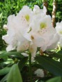/album/fotogaleria-galeria/rhododendron-catawbiense-album2-jpg1/